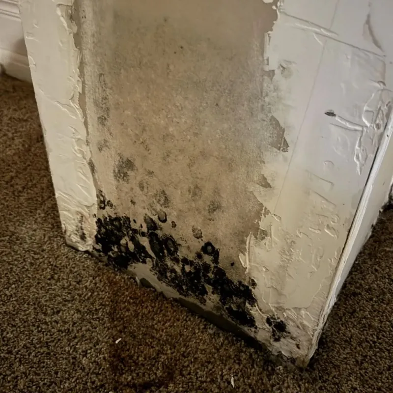 Professional Mold Removal in Ferdinand, IN